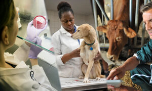 Veterinary PCD Pharma Company In India