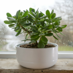 Jade Plant