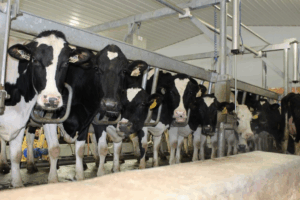 poultry product franchise