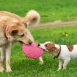 Veterinary Medicine Manufacturers