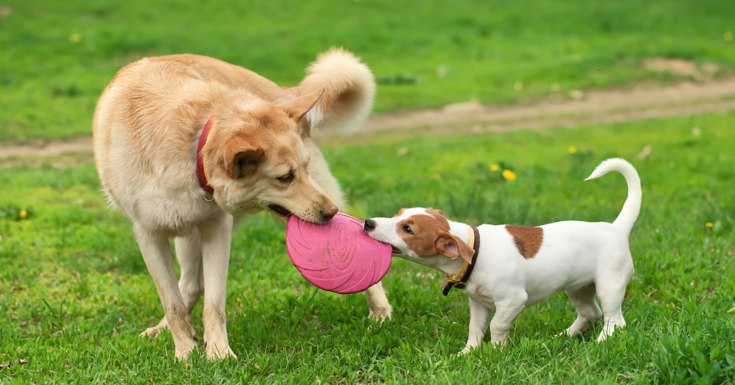 Veterinary Medicine Manufacturers