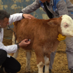 Veterinary Medicine Company in Haryana Manufacturer, Supplier, Third-Party & PCD Franchise — Which Partnership Fits Your Business